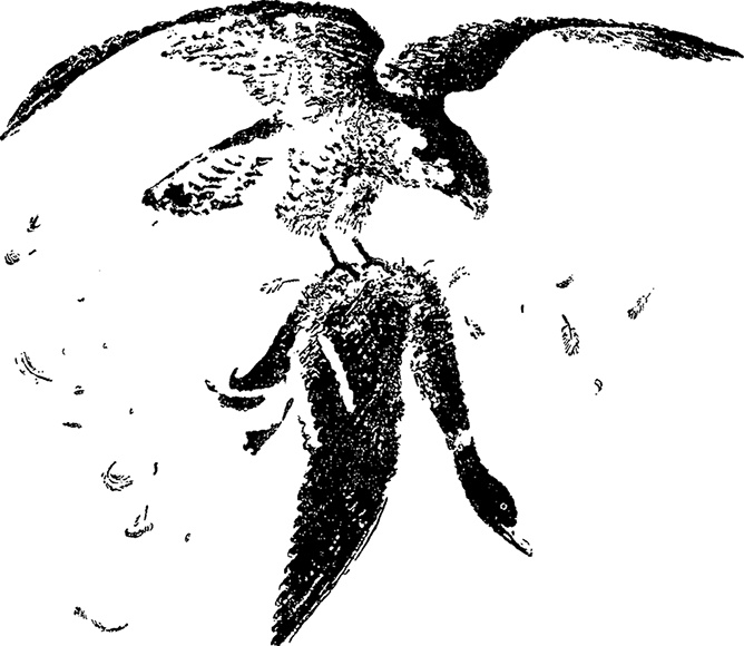 Иллюстрация к книге — Город и лес у моря [i_017.jpg]