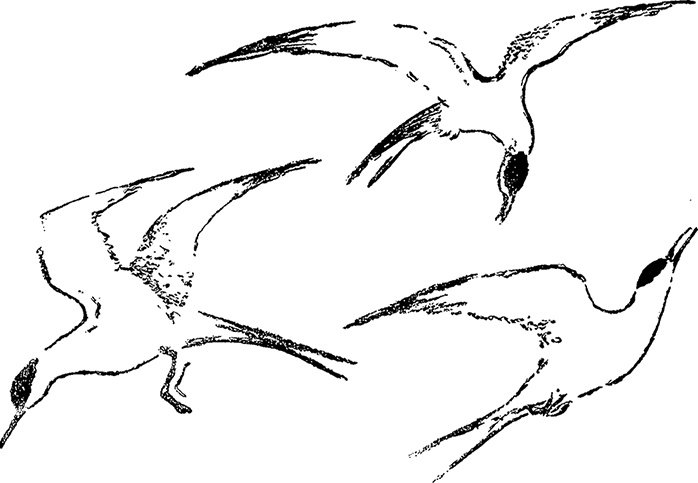 Иллюстрация к книге — Город и лес у моря [i_020.jpg]