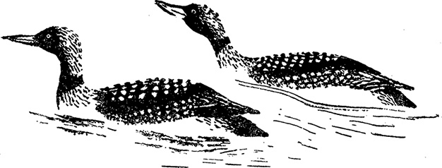 Иллюстрация к книге — Город и лес у моря [i_021.jpg]