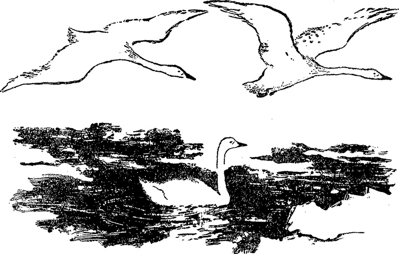 Иллюстрация к книге — Город и лес у моря [i_022.jpg]