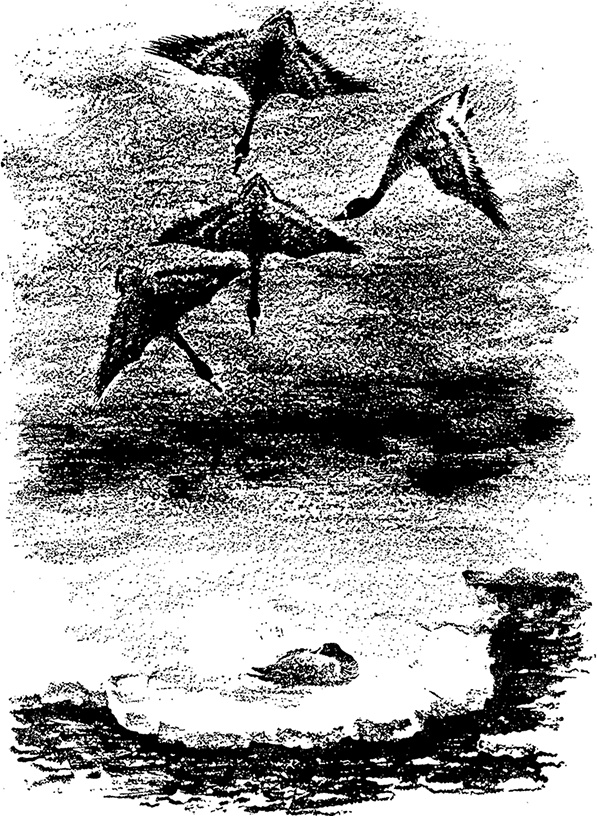 Иллюстрация к книге — Город и лес у моря [i_023.jpg]