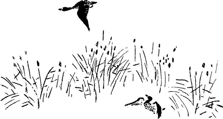 Иллюстрация к книге — Город и лес у моря [i_026.jpg]