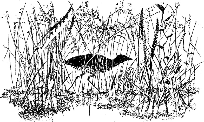 Иллюстрация к книге — Город и лес у моря [i_028.jpg]