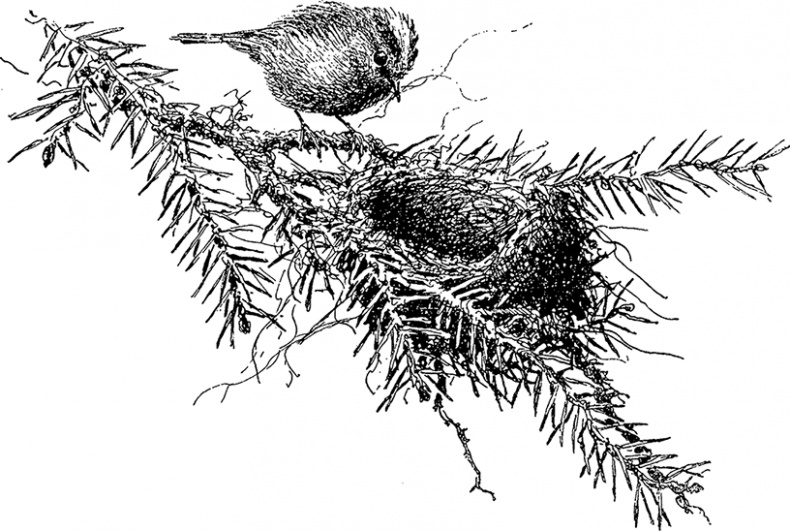 Иллюстрация к книге — Город и лес у моря [i_035.jpg]