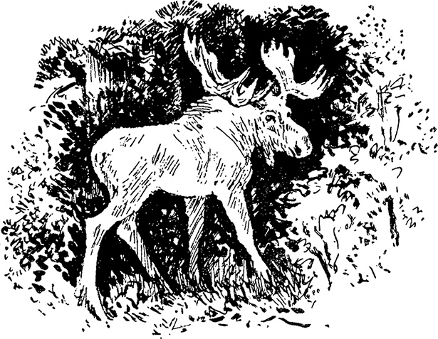 Иллюстрация к книге — Город и лес у моря [i_036.jpg]