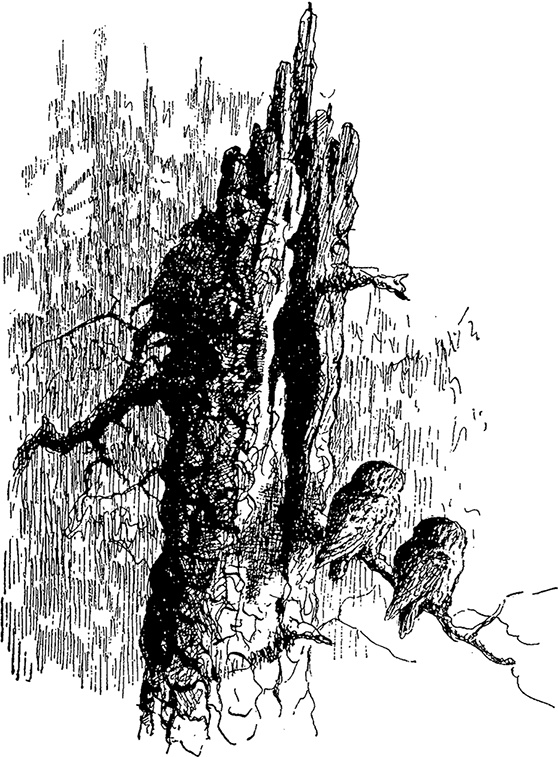 Иллюстрация к книге — Город и лес у моря [i_040.jpg]