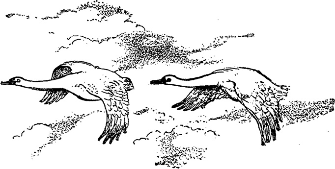 Иллюстрация к книге — Город и лес у моря [i_046.jpg]