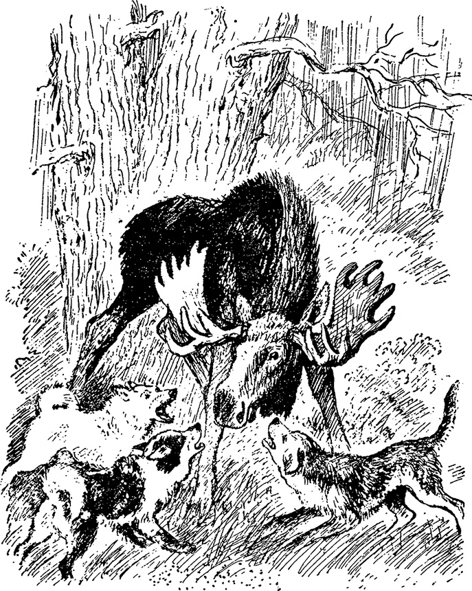 Иллюстрация к книге — Город и лес у моря [i_051.jpg]