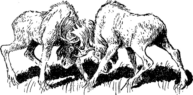 Иллюстрация к книге — Город и лес у моря [i_058.jpg]