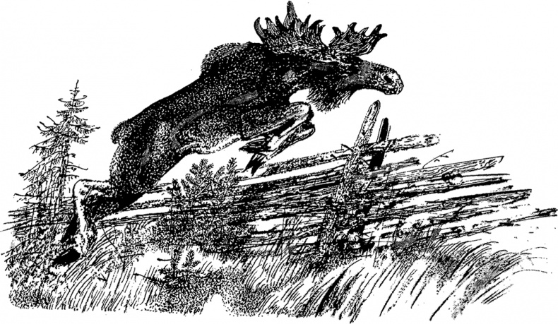 Иллюстрация к книге — Город и лес у моря [i_061.jpg]