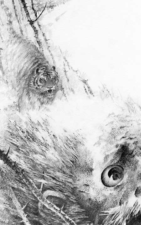 Иллюстрация к книге — Под знаком тигра [Autogen_eBook_id33.jpg]