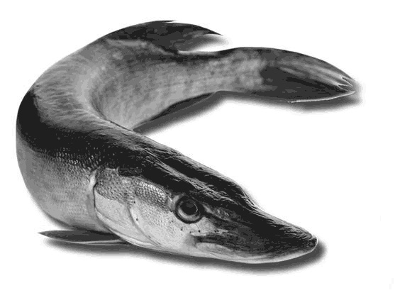 Иллюстрация к книге — 500 советов рыболову [i_124.jpg]