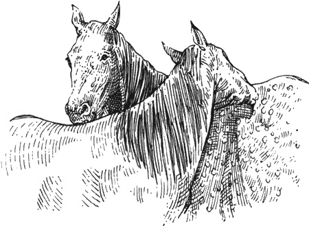 Иллюстрация к книге — Долгая дорога домой [img65.jpg]