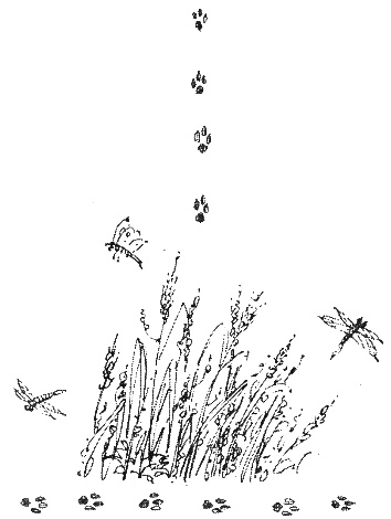 Иллюстрация к книге — Хорюшка [_005.jpg]