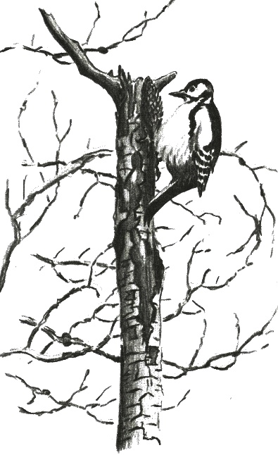 Иллюстрация к книге — Хорюшка [_007.jpg]