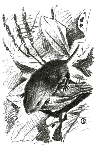 Иллюстрация к книге — Хорюшка [_009.jpg]