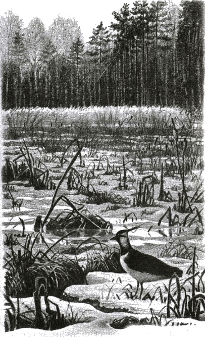 Иллюстрация к книге — Хорюшка [_010.jpg]