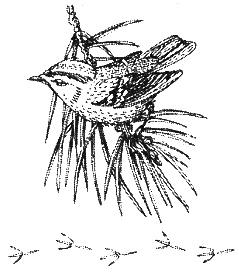 Иллюстрация к книге — Хорюшка [_022.jpg]