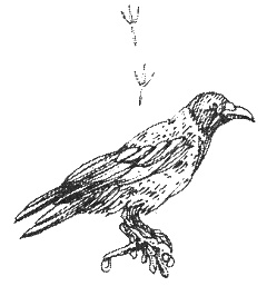 Иллюстрация к книге — Хорюшка [_033.jpg]