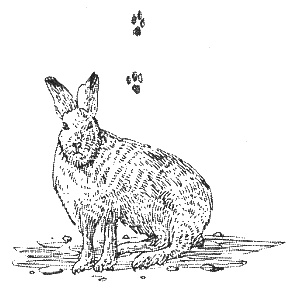 Иллюстрация к книге — Хорюшка [_035.jpg]