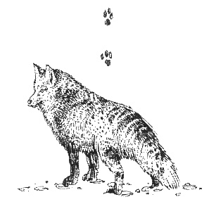 Иллюстрация к книге — Хорюшка [_037.jpg]