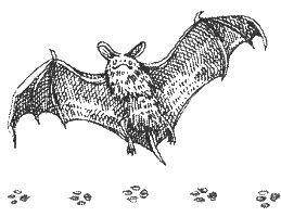 Иллюстрация к книге — Хорюшка [_039.jpg]