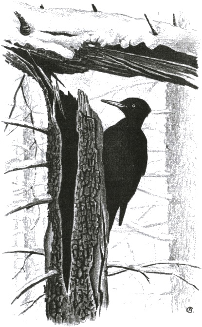 Иллюстрация к книге — Хорюшка [_041.jpg]