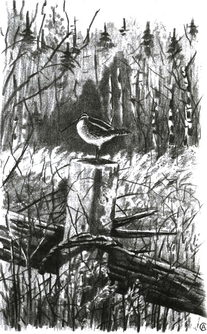 Иллюстрация к книге — Хорюшка [_043.jpg]