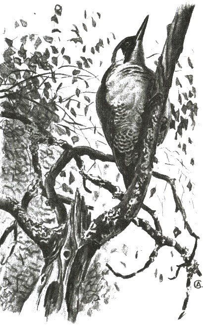 Иллюстрация к книге — Хорюшка [_045.jpg]