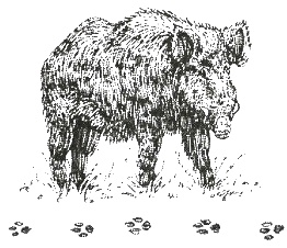 Иллюстрация к книге — Хорюшка [_050.jpg]