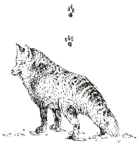 Иллюстрация к книге — Хорюшка [_052.jpg]