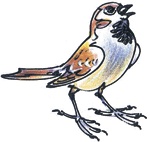 Иллюстрация к книге — Лесные сказки [i_006.jpg]