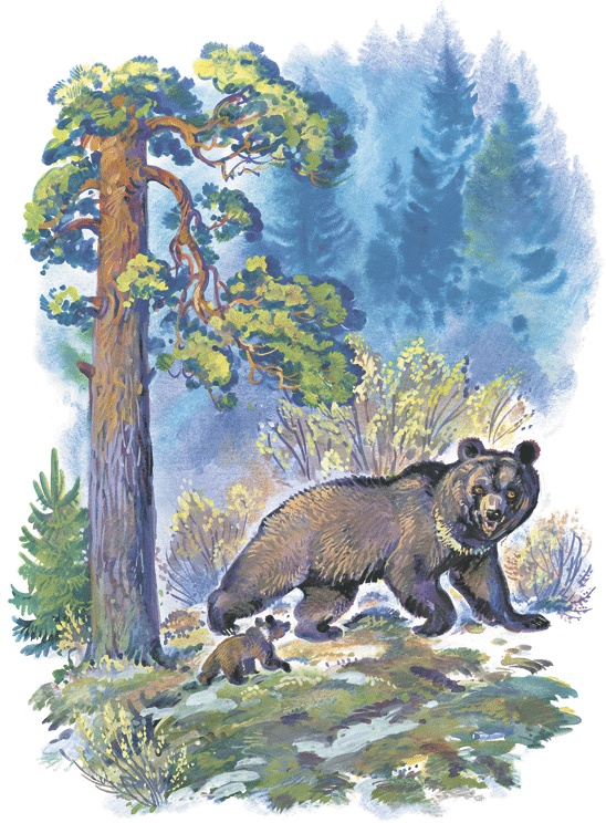 Иллюстрация к книге — Лесные сказки [i_013.jpg]