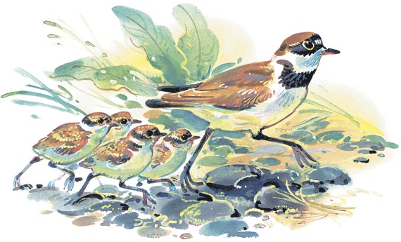 Иллюстрация к книге — Лесные сказки [i_023.jpg]