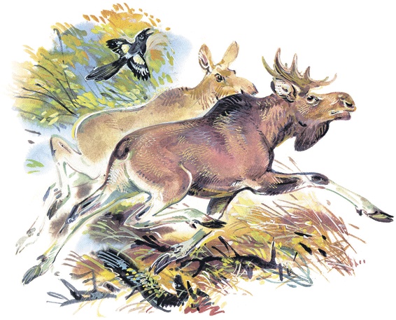 Иллюстрация к книге — Лесные сказки [i_025.jpg]