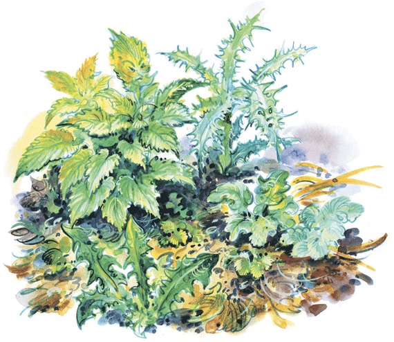 Иллюстрация к книге — Лесные сказки [i_028.jpg]