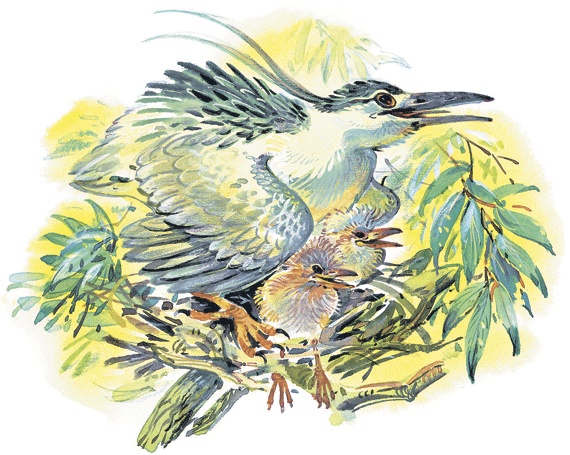 Иллюстрация к книге — Лесные сказки [i_033.jpg]