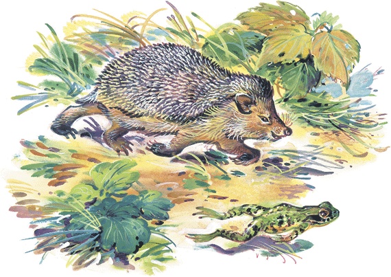 Иллюстрация к книге — Лесные сказки [i_035.jpg]