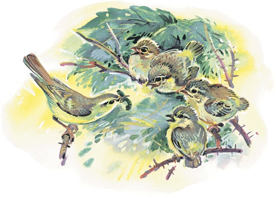 Иллюстрация к книге — Лесные сказки [i_037.jpg]