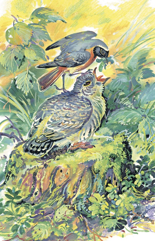 Иллюстрация к книге — Лесные сказки [i_045.jpg]