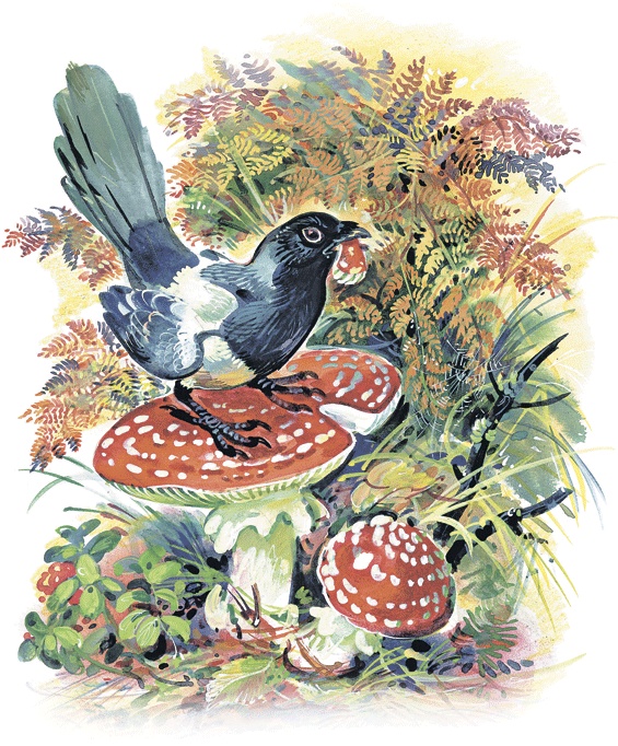 Иллюстрация к книге — Лесные сказки [i_048.jpg]