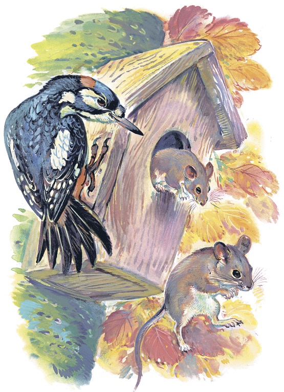 Иллюстрация к книге — Лесные сказки [i_051.jpg]