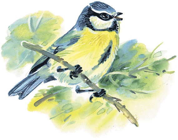 Иллюстрация к книге — Лесные сказки [i_060.jpg]