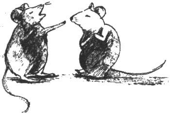 Иллюстрация к книге — Почему панда стоит на голове и другие удивительные истории о животных [i_003.jpg]