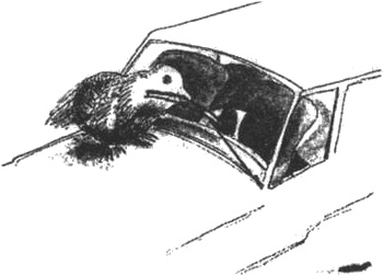 Иллюстрация к книге — Почему панда стоит на голове и другие удивительные истории о животных [i_007.jpg]