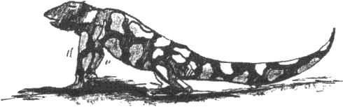 Иллюстрация к книге — Почему панда стоит на голове и другие удивительные истории о животных [i_014.jpg]