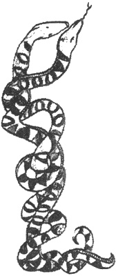 Иллюстрация к книге — Почему панда стоит на голове и другие удивительные истории о животных [i_015.jpg]