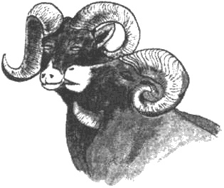 Иллюстрация к книге — Почему панда стоит на голове и другие удивительные истории о животных [i_017.jpg]