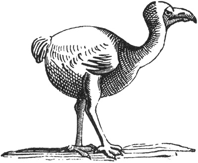 Иллюстрация к книге — Почему панда стоит на голове и другие удивительные истории о животных [i_018.jpg]