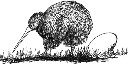 Иллюстрация к книге — Почему панда стоит на голове и другие удивительные истории о животных [i_020.jpg]